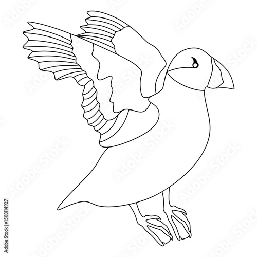 Atlantic puffin