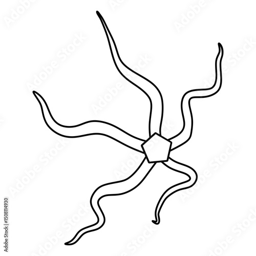 brittle star