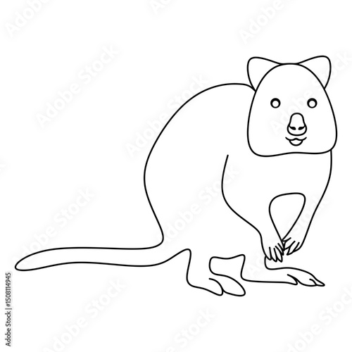 quokka