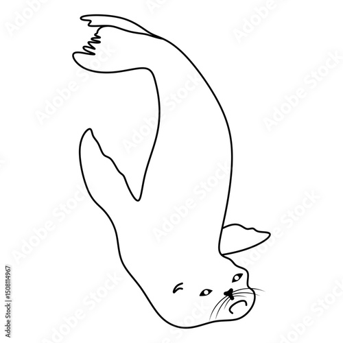 fur seal