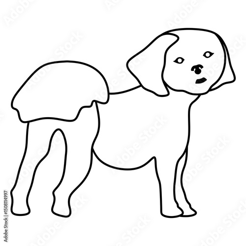 Lhasa Apso