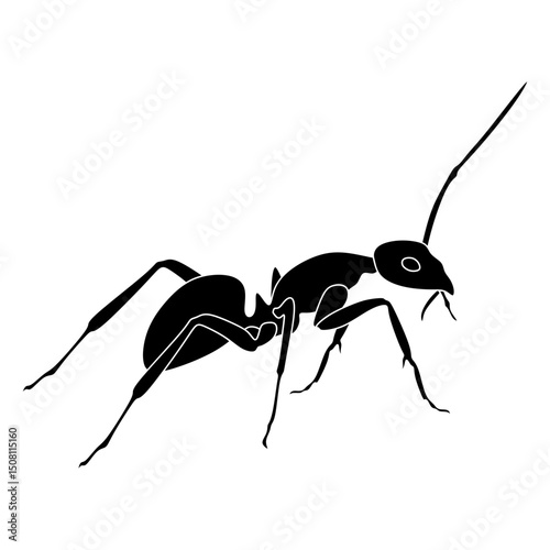 carpenter ant