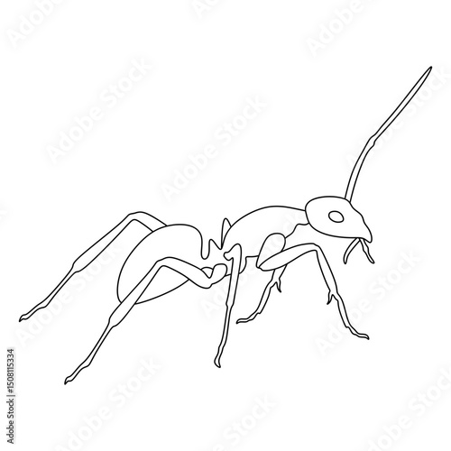 carpenter ant