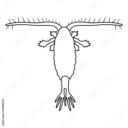 copepod