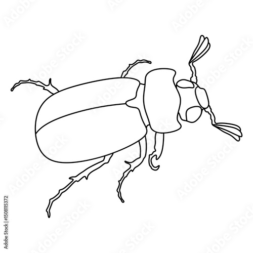 junebug