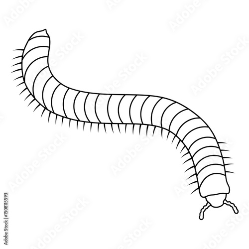 millipede