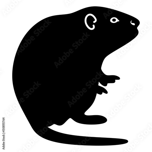 muskrat