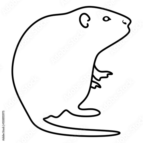 muskrat