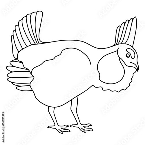 prairie chicken