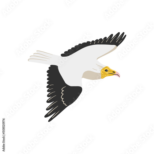 vector drawing bird, Egyptian vulture, white scavenger vulture, hand drawn pharaoh's chicken,, isolated nature design element