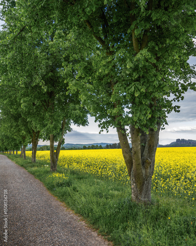 lime trees and rape seed - Linden und Raps