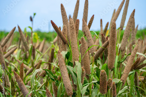 Bild auf Leinwand fields of pearl millets (bajra)