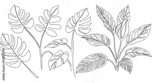 Elegant Line Art Tropical Leaves Monstera Calathea and Palm Leaf Illustrations