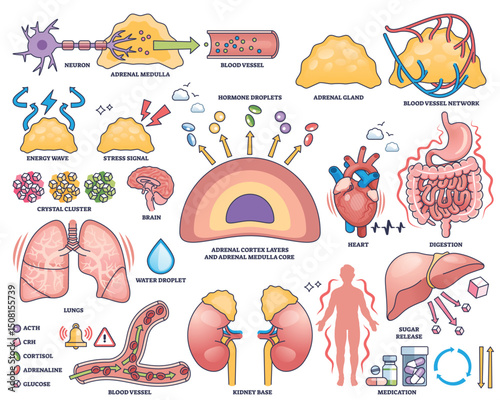 Adrenal gland function is shown with hormone secretion, adrenal glands, and brain in a clear outline style. Outline style collection