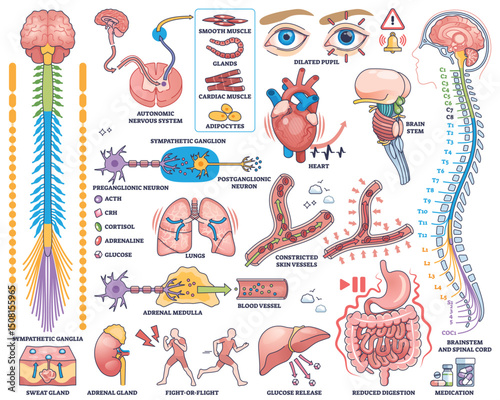 Sympathetic nervous system illustrated with brain, spinal cord, and organs, showing neural pathways and effects. Outline style collection