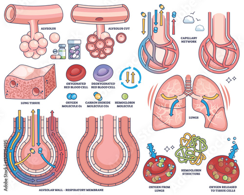 Gas exchange in lungs shows alveoli, capillaries, and oxygen transfer in a clear medical diagram. Outline style collection