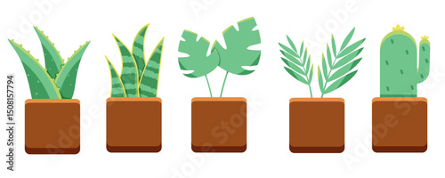 A plant collection : fern, aloe vera, snake plant, monstera leaf, and cactus.