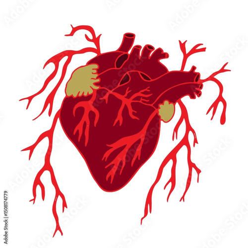 heart with blood vessels surrounded by it illustration.eps