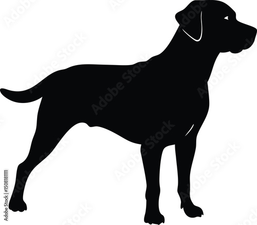 black dog silhouette black labrador retriever  Dog Vector Illustration Dog Silhouette Vector Realistic Dog Vector 