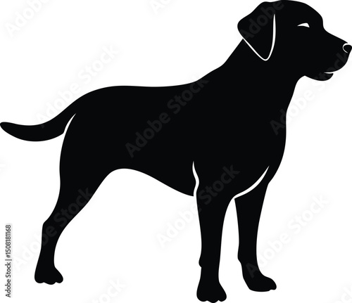 black labrador retriever  Dog Vector Illustration Dog Silhouette Vector Realistic Dog Vector 