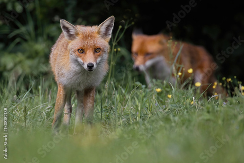 close up portrait of a red fox taken at low angle. showing an animal cautiously coming toward the camera. In the background a second out of focus fox