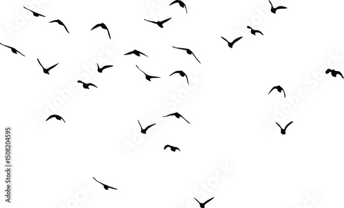 birds in flight