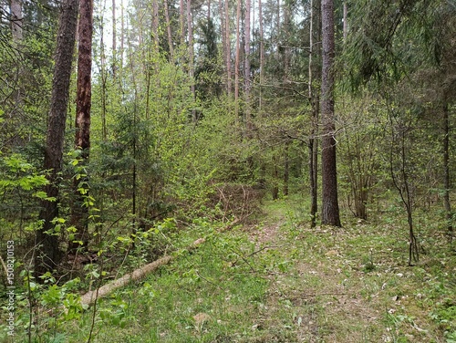 Kurtuvenai regional park during cloudy day. Pine tree forest. Footpath in woodland. Moss growing on soil. Some small grass and tress growing in woods. Summer season. Kurtuvenu regioninis parkas. photo