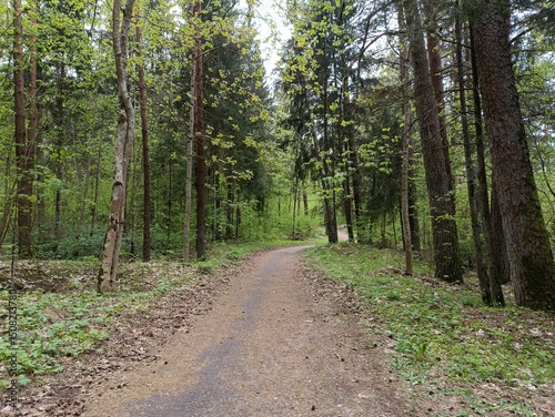 Kurtuvenai regional park during cloudy day. Pine tree forest. Footpath in woodland. Moss growing on soil. Some small grass and tress growing in woods. Summer season. Kurtuvenu regioninis parkas. photo