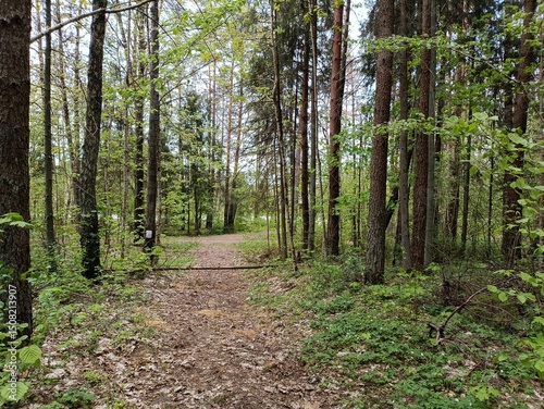Kurtuvenai regional park during cloudy day. Pine tree forest. Footpath in woodland. Moss growing on soil. Some small grass and tress growing in woods. Summer season. Kurtuvenu regioninis parkas. photo