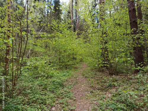 Kurtuvenai regional park during cloudy day. Pine tree forest. Footpath in woodland. Moss growing on soil. Some small grass and tress growing in woods. Summer season. Kurtuvenu regioninis parkas. photo