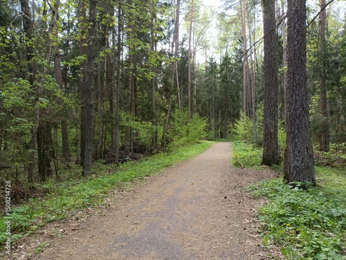 Kurtuvenai regional park during cloudy day. Pine tree forest. Footpath in woodland. Moss growing on soil. Some small grass and tress growing in woods. Summer season. Kurtuvenu regioninis parkas. photo