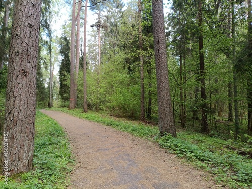 Kurtuvenai regional park during cloudy day. Pine tree forest. Footpath in woodland. Moss growing on soil. Some small grass and tress growing in woods. Summer season. Kurtuvenu regioninis parkas. photo