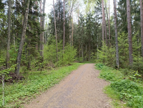Kurtuvenai regional park during cloudy day. Pine tree forest. Footpath in woodland. Moss growing on soil. Some small grass and tress growing in woods. Summer season. Kurtuvenu regioninis parkas. photo