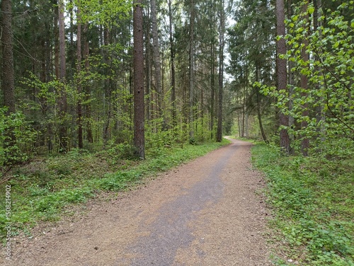 Kurtuvenai regional park during cloudy day. Pine tree forest. Footpath in woodland. Moss growing on soil. Some small grass and tress growing in woods. Summer season. Kurtuvenu regioninis parkas. photo