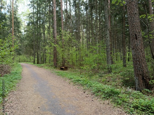 Kurtuvenai regional park during cloudy day. Pine tree forest. Footpath in woodland. Moss growing on soil. Some small grass and tress growing in woods. Summer season. Kurtuvenu regioninis parkas. photo