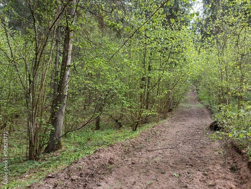 Kurtuvenai regional park during cloudy day. Pine tree forest. Footpath in woodland. Moss growing on soil. Some small grass and tress growing in woods. Summer season. Kurtuvenu regioninis parkas. photo