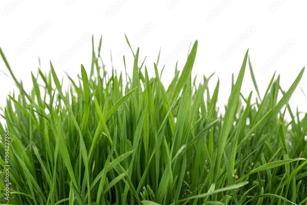 Green grass isolated on transparent background Green grass isolated on transparent background