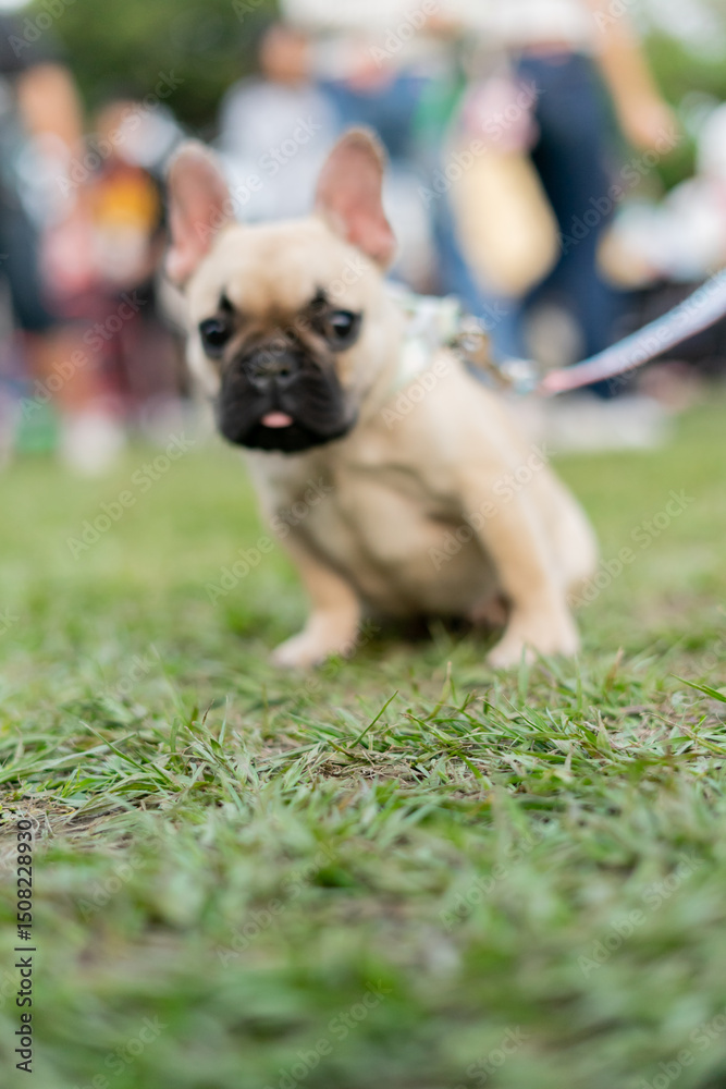 Obraz premium a cheerful white French Bulldog, also known as a Frenchie, strolling through a lush green field. Its wrinkled face and distinctive bat-like ears add to its adorable charm.