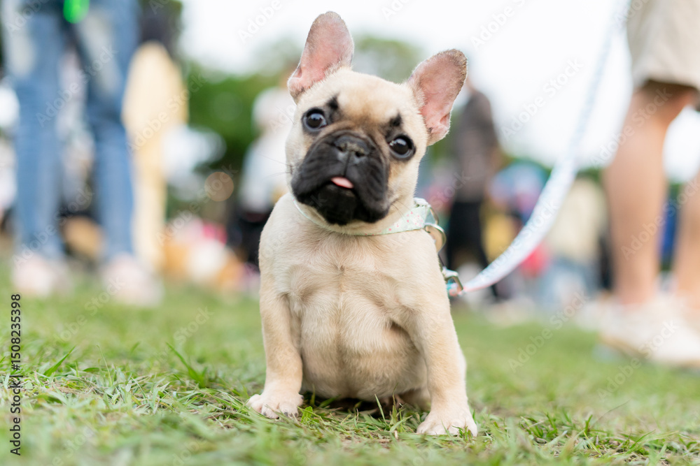 Fototapeta premium a cheerful white French Bulldog, also known as a Frenchie, strolling through a lush green field. Its wrinkled face and distinctive bat-like ears add to its adorable charm.