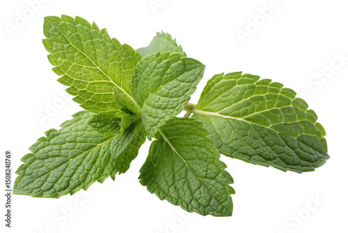 Fresh mint leaf or melissa leaves isolated on transparent background with full depth and detail