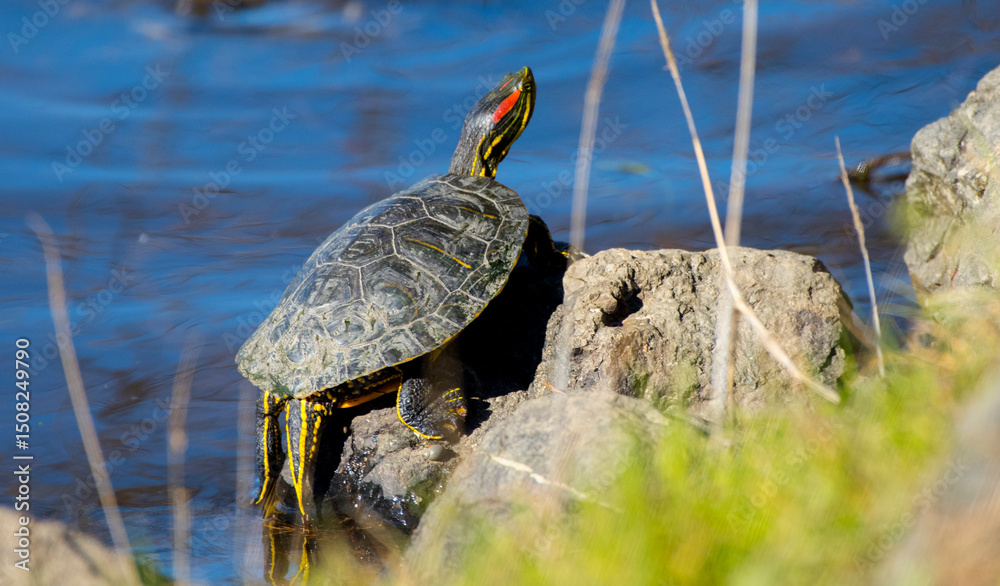 Fototapeta premium A Red Eared Slider turtle sunbathes on a rock