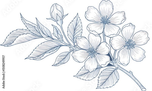 Elegant botanical illustration of a blue wedding flower with delicate leaves, drawn in a refined toile de jouy style. This hand-sketched floral line art is ideal for luxury wedding invitations,