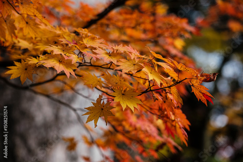 Close-up of Momiji (maple) leaves in Tohoku autumn photo