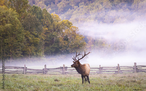 Bull Elk in Great Smokey Mountain National Park.