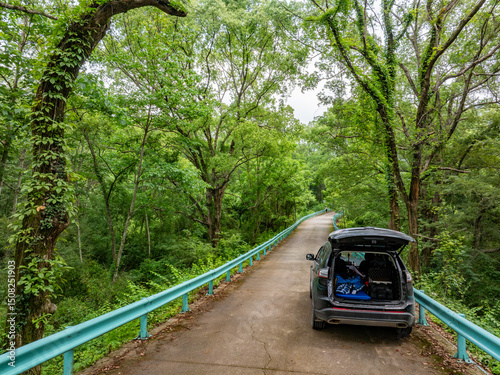 car in the forest