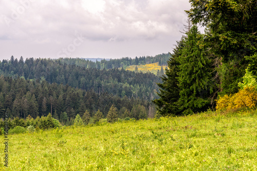 Prairie d'altitude au milieu de la forêt vosgienne