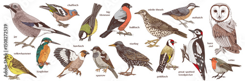 Woodland birds hand drawn vector collection
