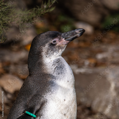 Humboldt Penguin, Spheniscus humboldti in a park