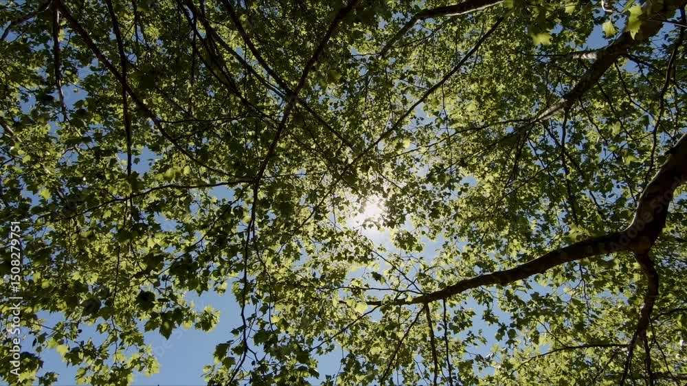 sunshine under the tree at parco di melta trento italy sunshine under the tree at parco di melta trento italy