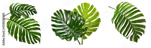 monstera leaves isolated on white background.